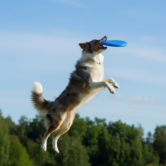 Durable Dog Training Frisbee